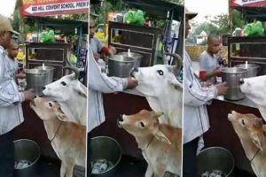 Watch Video: Man feeds pani puri to cow and its calf in roadside stall, wins heart on social media