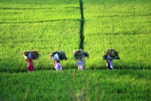 Agriculture sector project to grow by 3.9 per cent in 2021-22: Economic Survey
