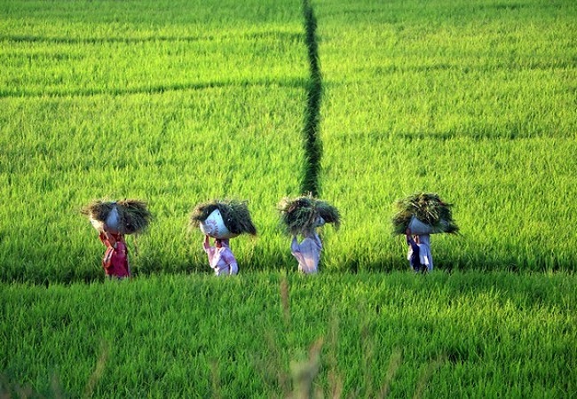 Agriculture sector project to grow by 3.9 per cent in 2021-22: Economic Survey