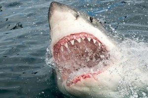 First fatal shark attack in Sydney in nearly 60 years; Swimmer’s remains found on water