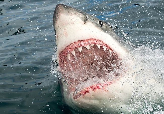 First fatal shark attack in Sydney in nearly 60 years; Swimmer’s remains found on water