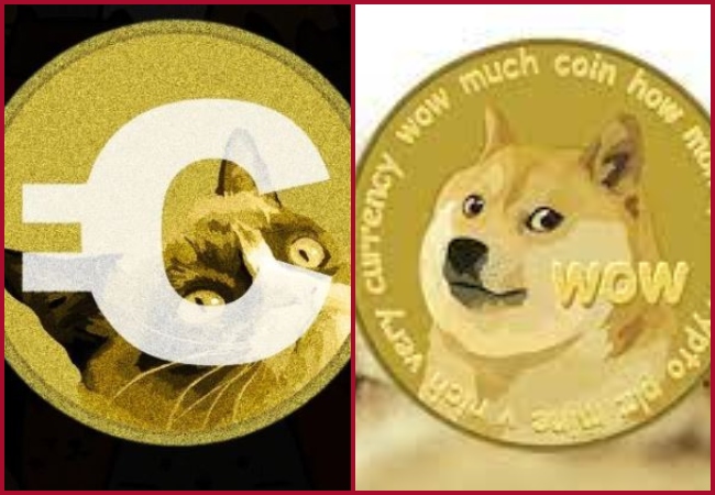 What is CATCOIN? Will Doge and Shib Inu era end?