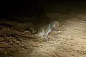 Leopard with head stuck in container rescued with help of 30 people, in 48 hours [WATCH]