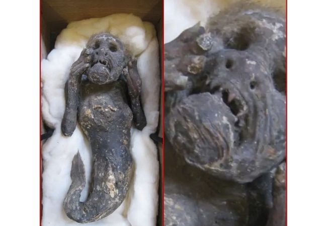 Scientists plan to work on 300-years-old mummified mermaid bearing human face; See PICS inside