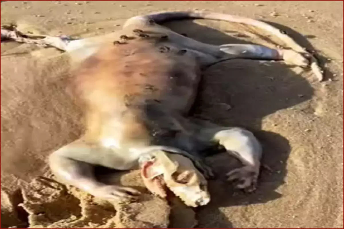 Bizarre alien creature with reptilian skull washes up on Australian beach