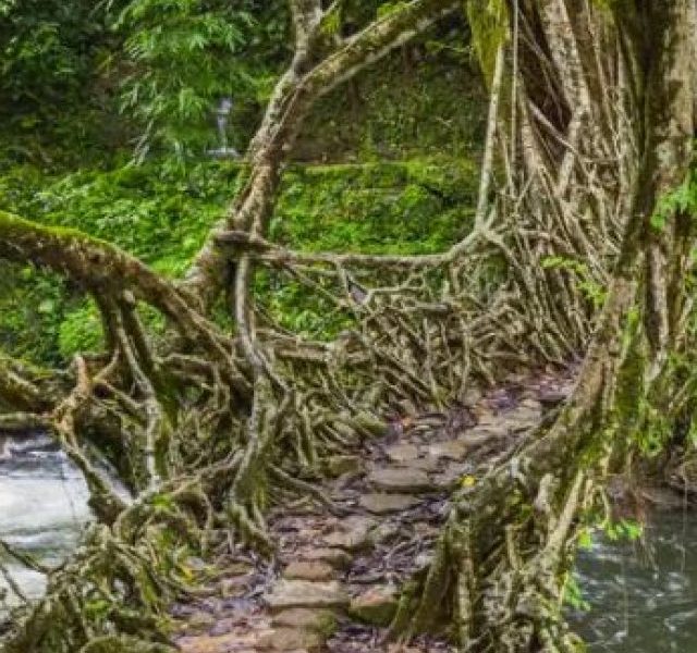 Meghalaya’s ‘Living Root Bridges’ in UNESCO world heritage site
