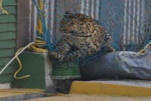 Meerut: Leopard enters in house at Pallavapuram, breaks the trap, runs among crowd on road [VIDEO]