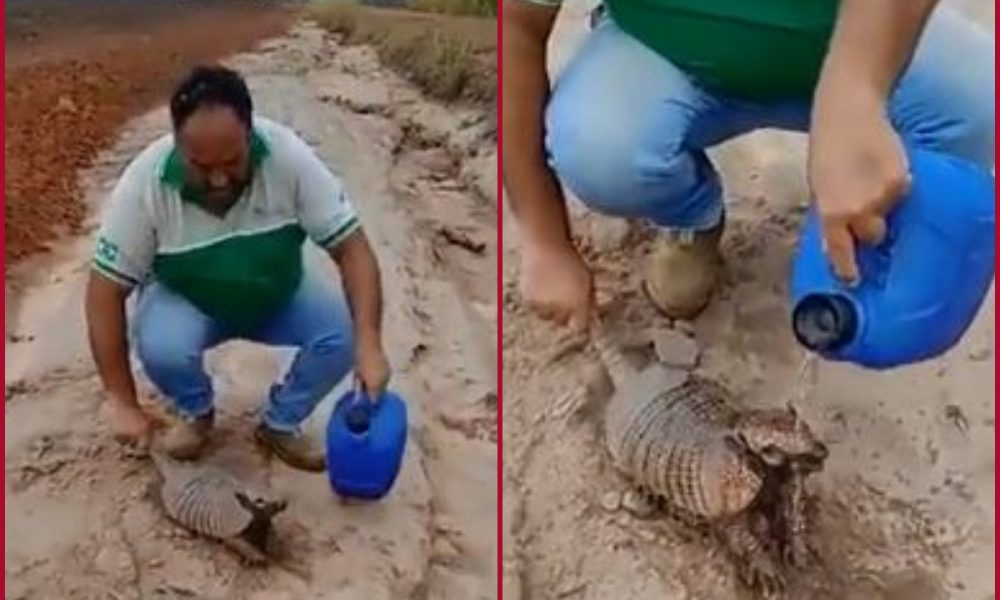 Man melts thousands of hearts by offering water to thirsty Armadillo amid scorching heat