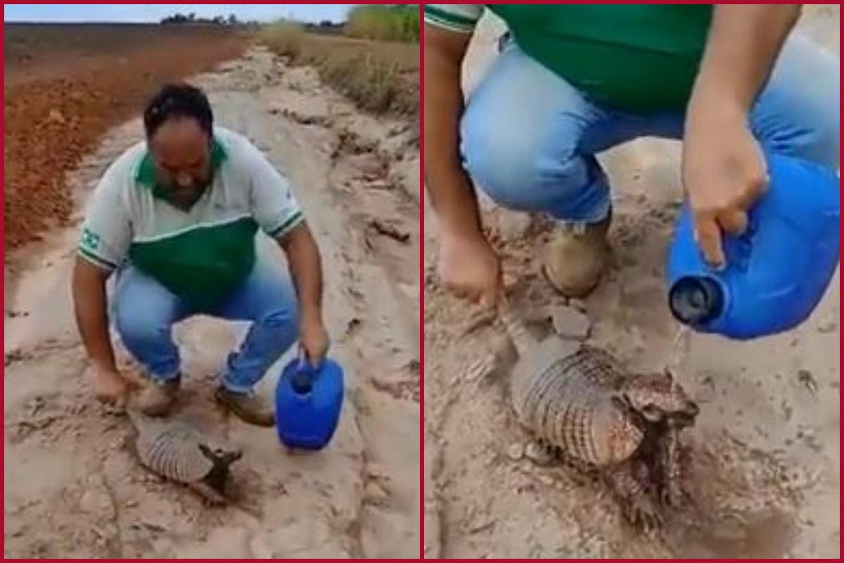 Man melts thousands of hearts by offering water to thirsty Armadillo amid scorching heat