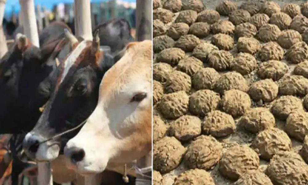 ‘Gobar-dhan’ stands true to its name, farmers benefitting from 2018 cow dung scheme