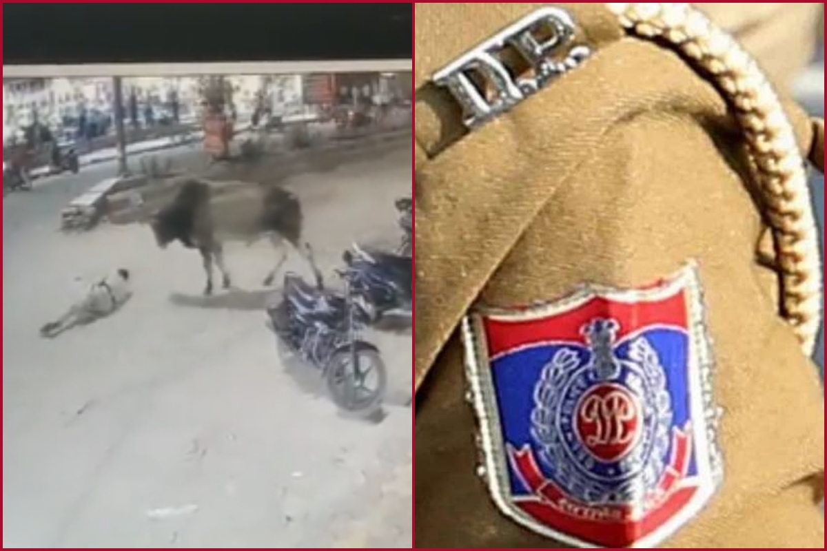 Delhi cop tossed into air after stray bull attacked from back, watch hair-raising video 