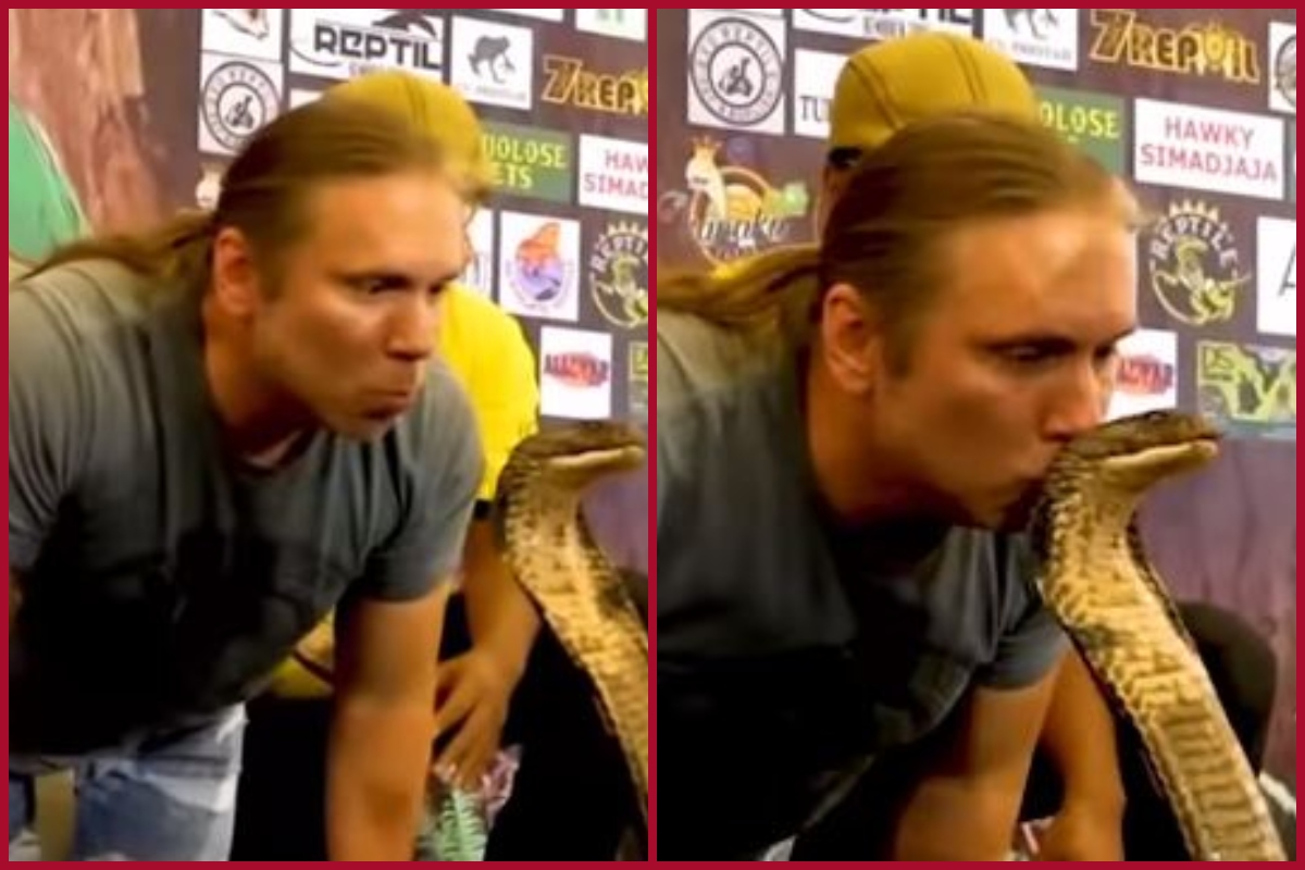 Man kisses King Cobra on its head; watch video to know what happened next