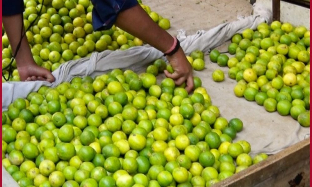Lemon becomes gold: thieves abscond with over 100 kg lemon in UP’s Shahjahanpur, Bareilly
