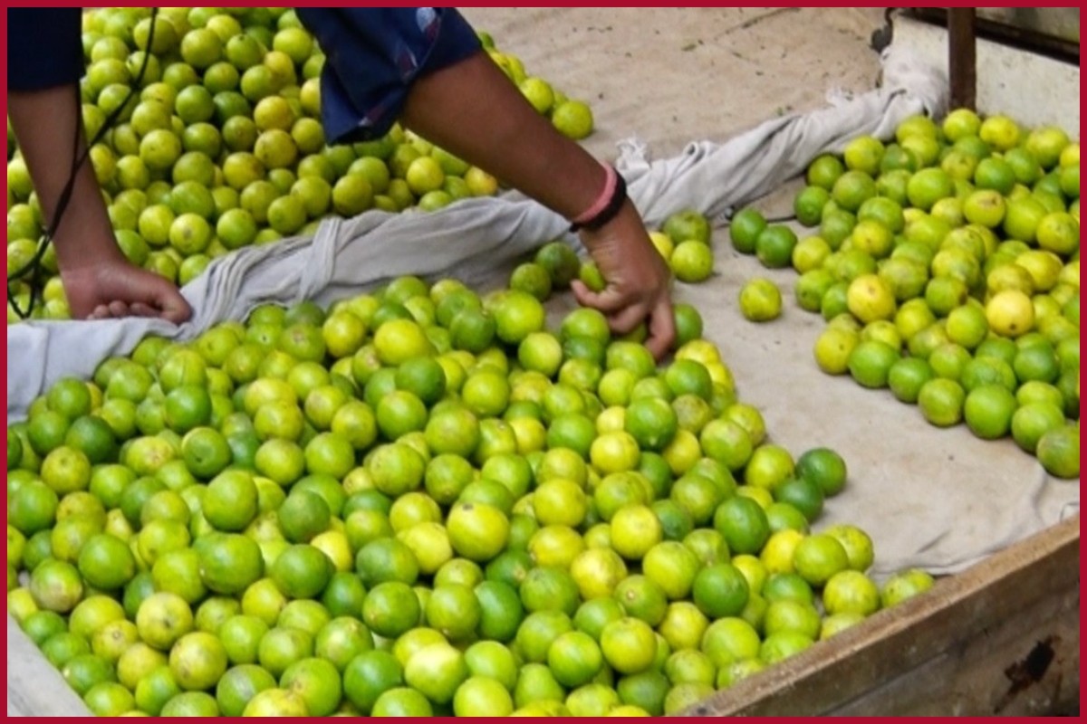 Lemon becomes gold: thieves abscond with over 100 kg lemon in UP’s Shahjahanpur, Bareilly