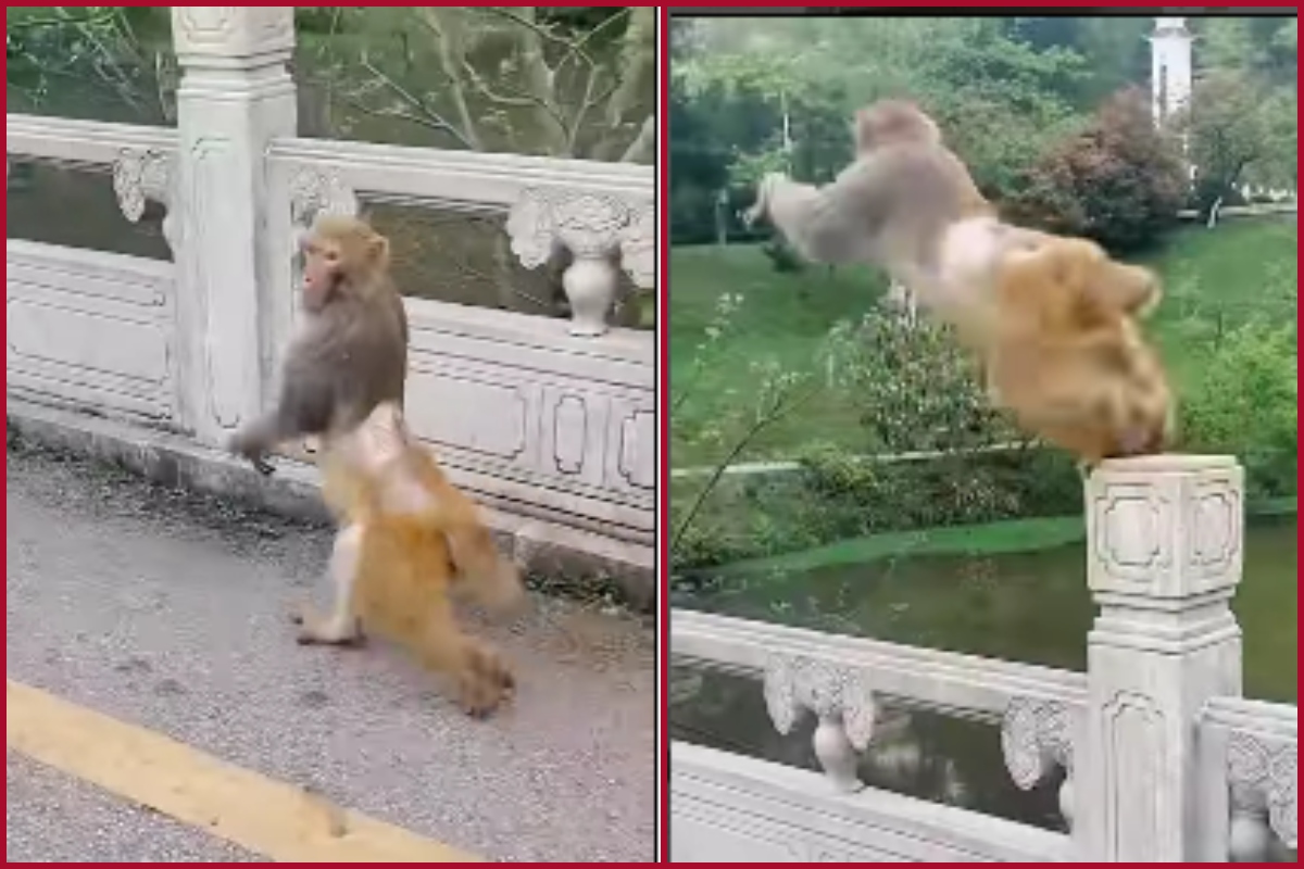 Watch viral monkey running on two legs, then runs away doing parkour moves