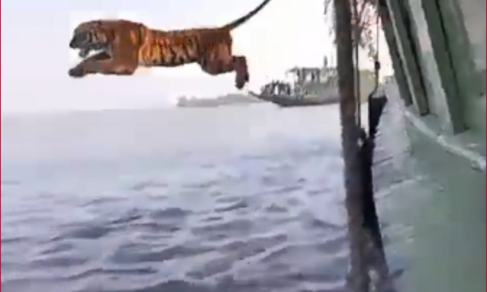 Tiger being released in Sunderbans forest creates buzz on internet; reminds netizens the ‘Life of Pi’ climax