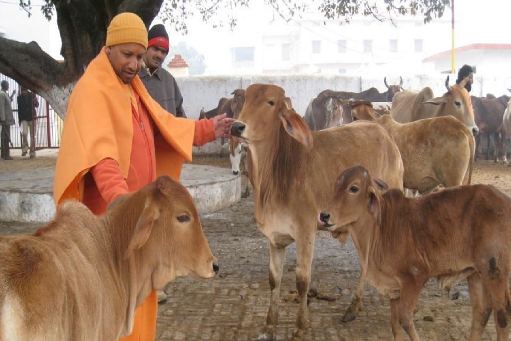 Yogi - cows