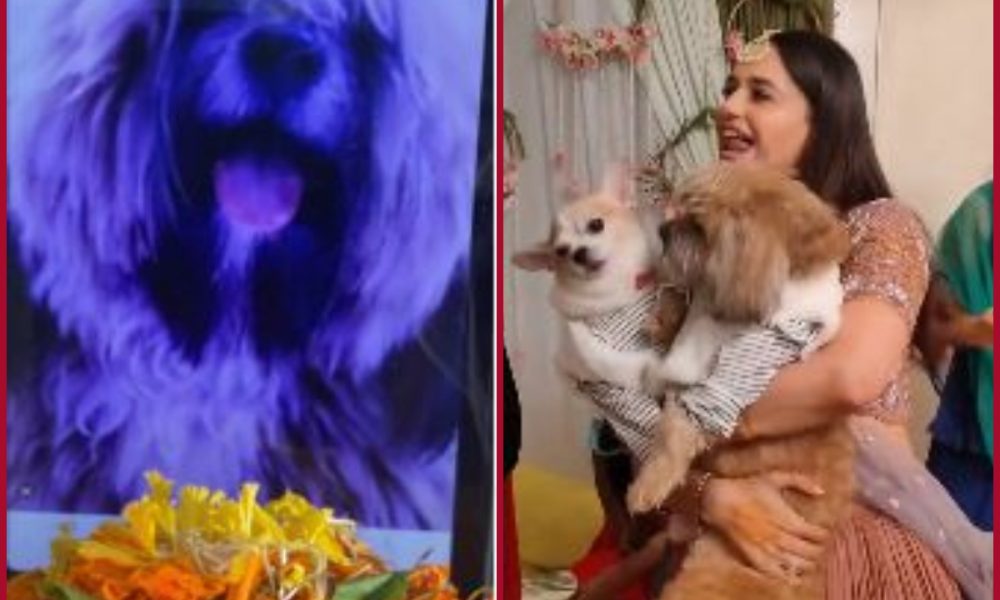 Yuvika Chaudhary’s pet dog dies of cardiac arrest: Netizens flood social media with condolence messages