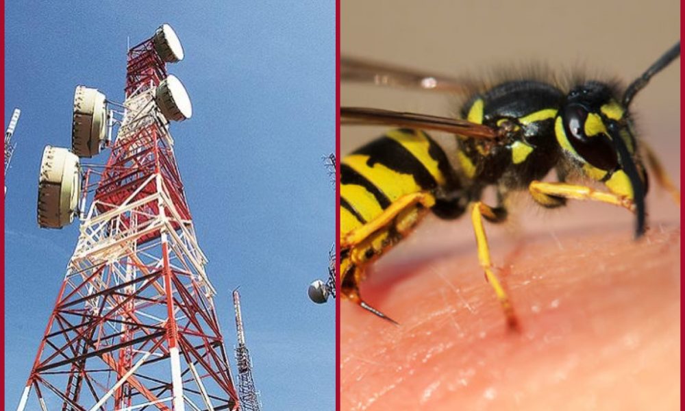 A wasp swarm attack foils Kerala woman’s suicide attempt; check here how