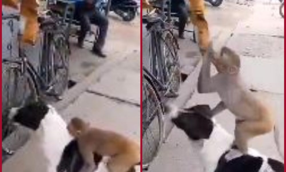 Bro-Code: Stray dog helps monkey to steal packets of chips from roadside shop [WATCH]