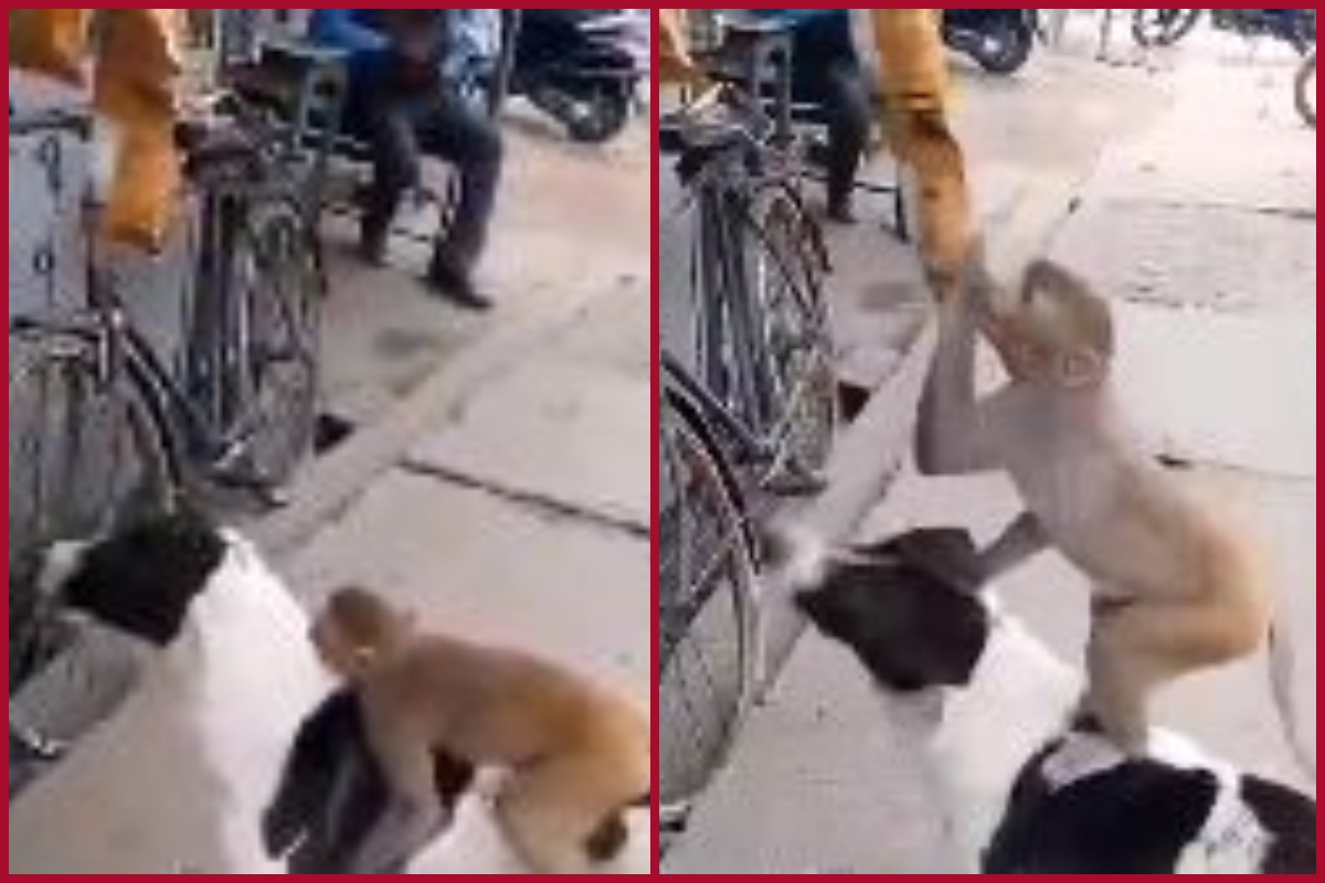 Bro-Code: Stray dog helps monkey to steal packets of chips from roadside shop [WATCH]