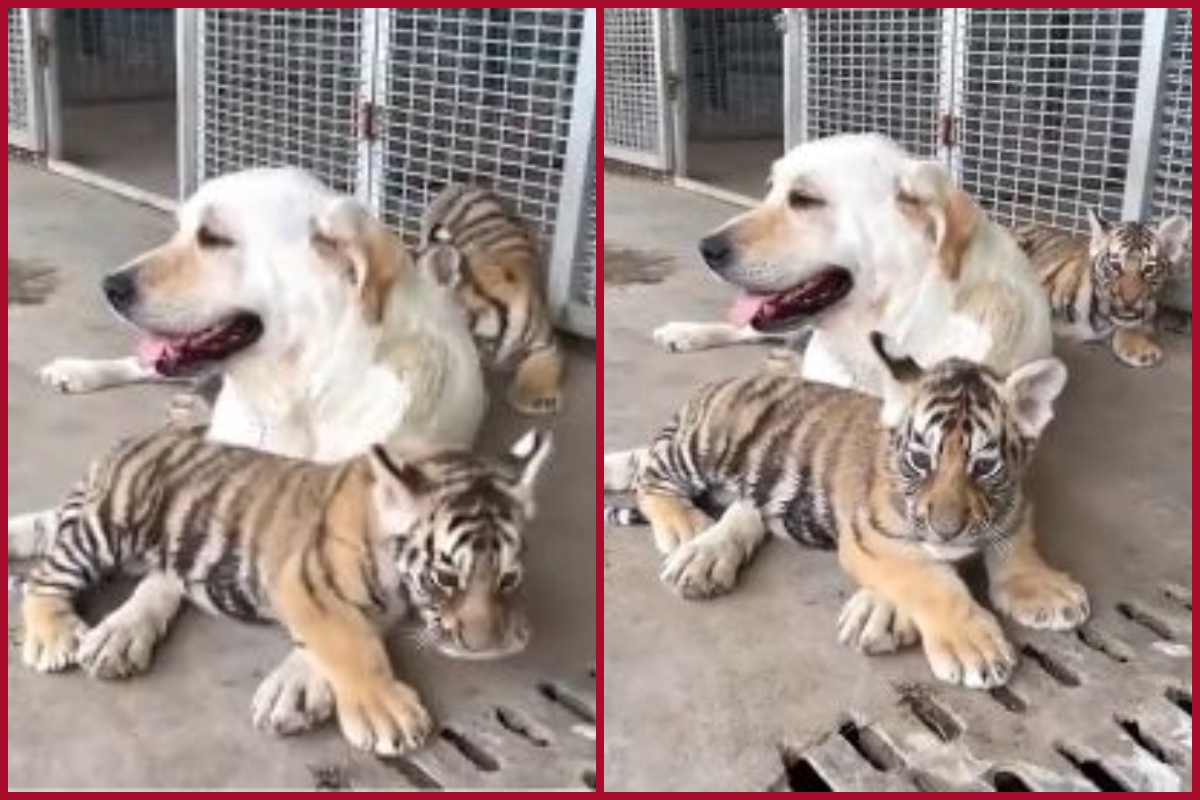 Dog wins people’s hearts for raising 3 abandoned Tiger cubs; watch viral video