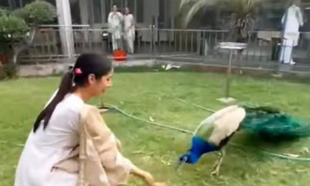 Watch Video: Shehnaaz Gill offering seeds to peacock with her own hands; Leaves netizens in awe