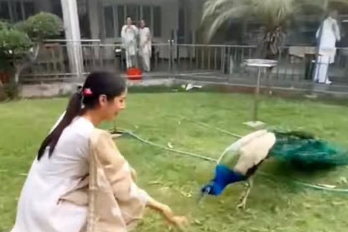 Watch Video: Shehnaaz Gill offering seeds to peacock with her own hands; Leaves netizens in awe