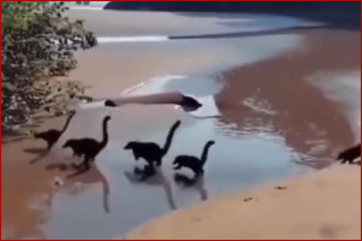 Netizens shock after seeing viral video showing ”Baby Dinosaurs” on a beach