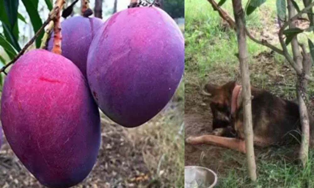 “World’s Most Expensive Mango”: MP couple hires 4 security guards, 6 watchdogs to protect rare fruit