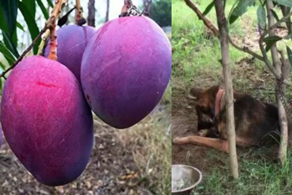 Miyazaki Mangoes