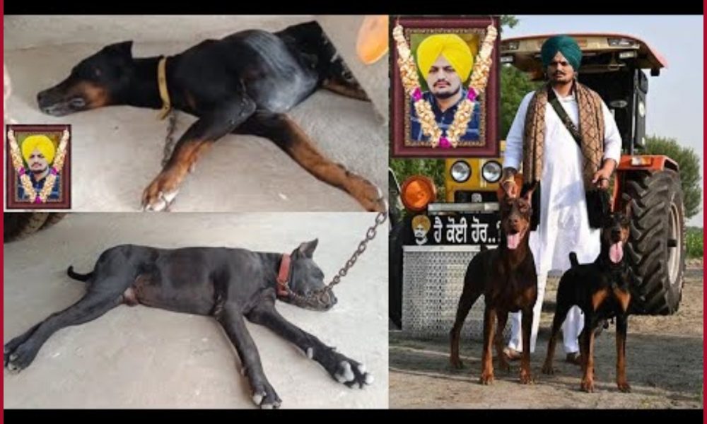 Late Moose Wala’s dogs refuse food, mourn for their master near rapper’s favourite tractor