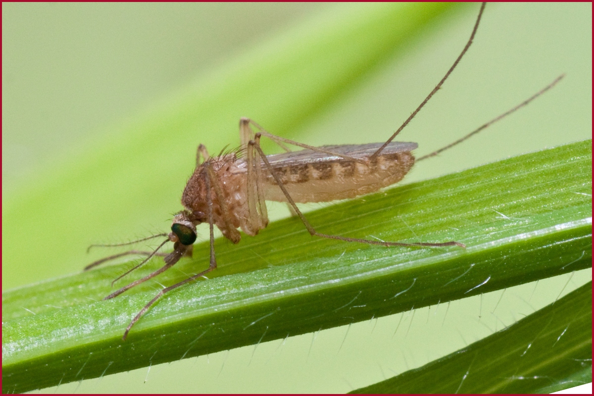 What is West Nile Fever? Check symptoms, treatment, and prevention of mosquito-borne disease