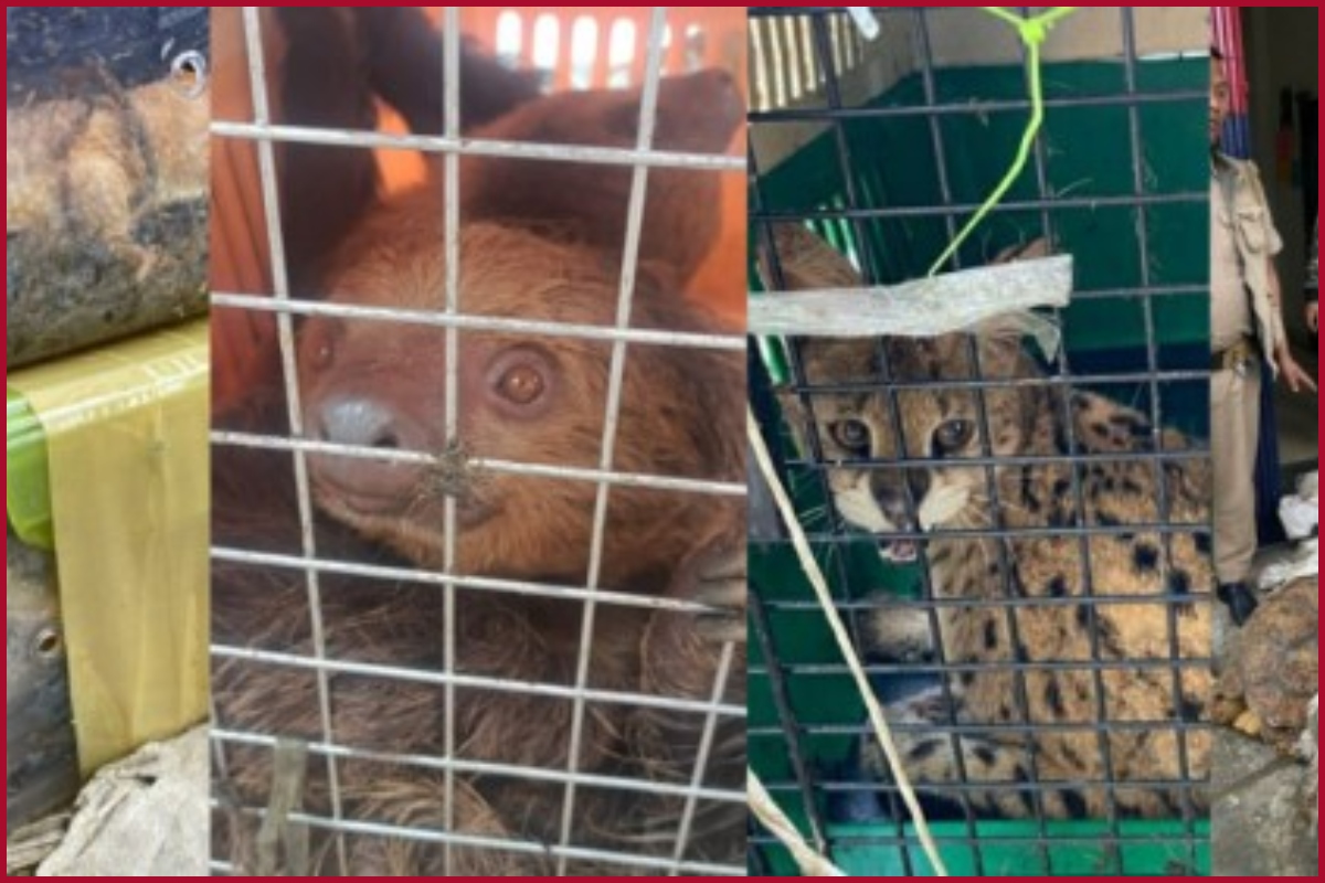 Mizoram Police rescues 468 animals, gears up to tackle smuggling of exotic species