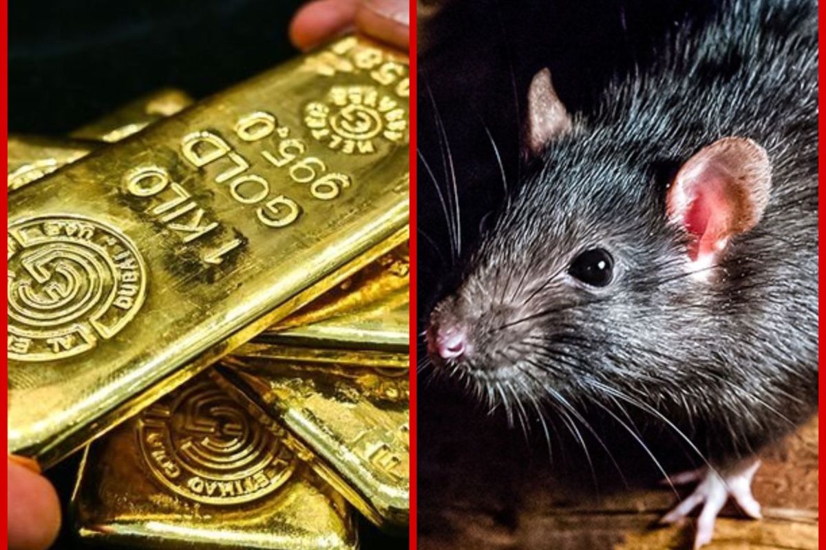 Mumbai Police recovers 100 gms gold from rats in a garbage dump