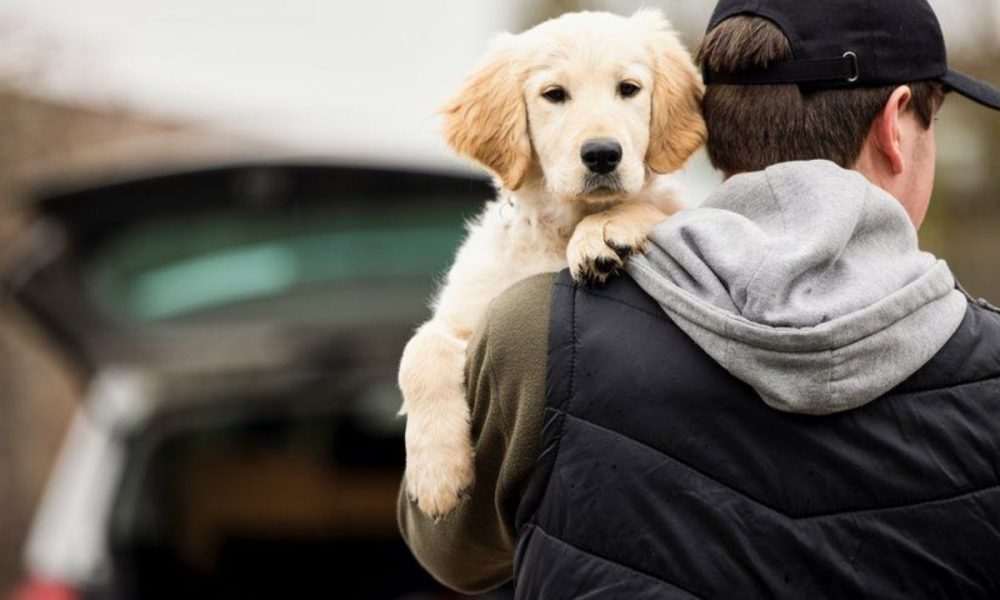 Is your relationship with your pets becoming toxic? Here’s how you can ride away from it