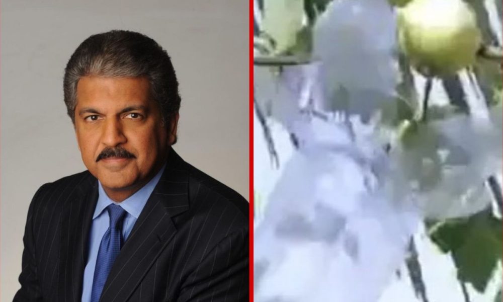 Viral Video: Youth’s invention to reuse plastic bottle to pluck fruit wins Anand Mahindra’s heart