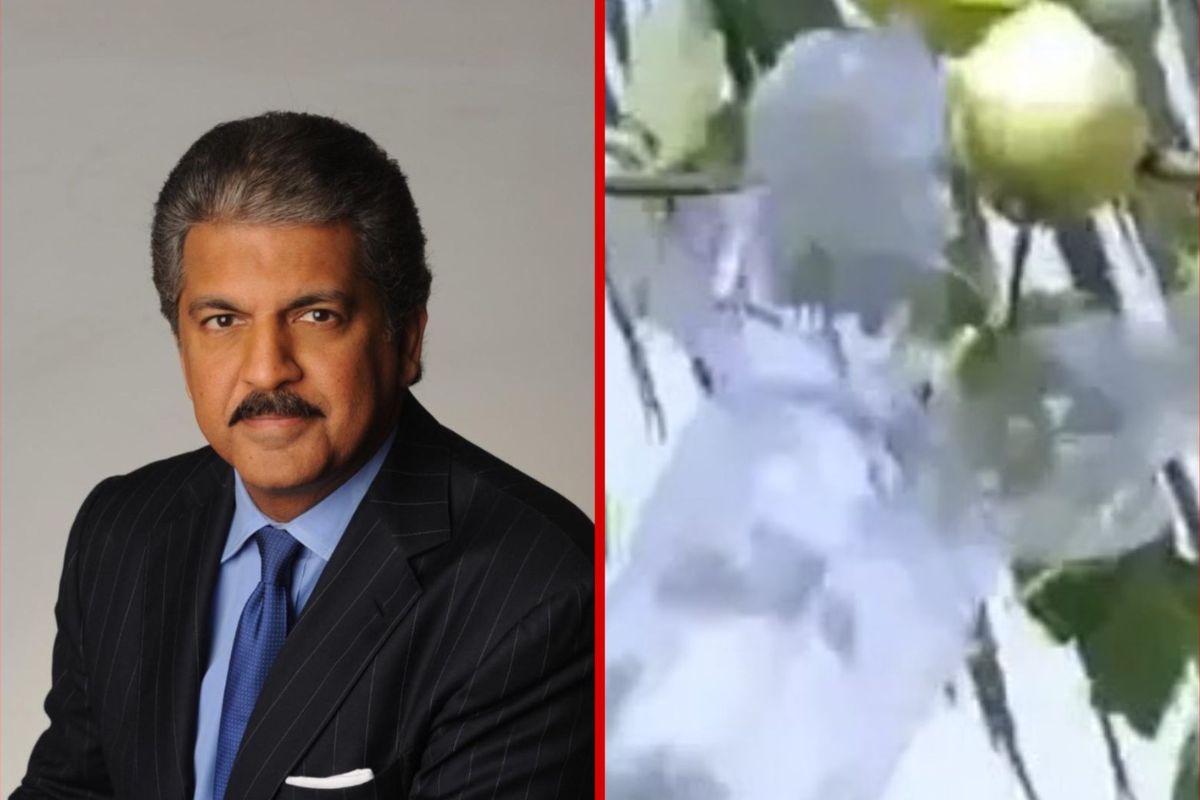 Viral Video: Youth’s invention to reuse plastic bottle to pluck fruit wins Anand Mahindra’s heart