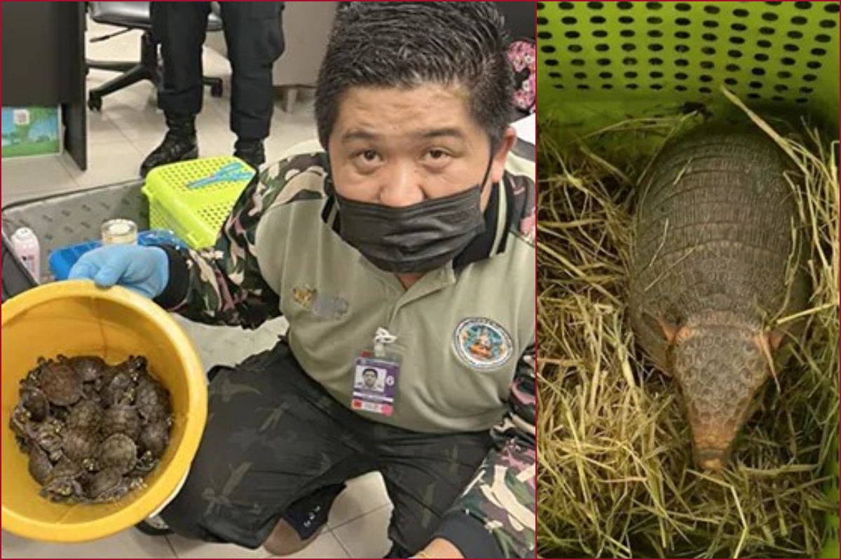 2 Indian women held with 109 live animals in their luggage at Thai Airport, arrested [SEE PICS]