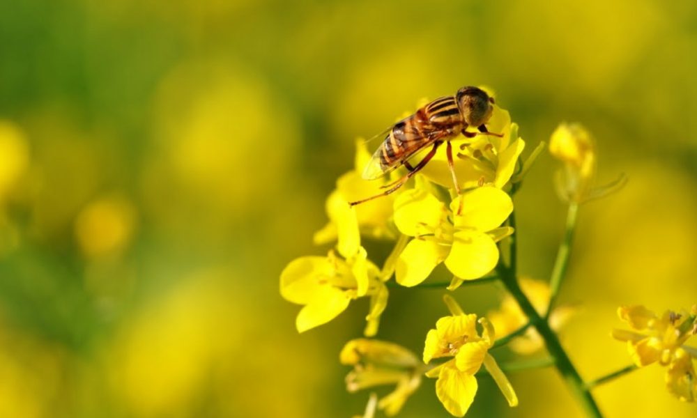 India Honey Alliance and National Bee Board to present ‘Hive to Home 4.0’
