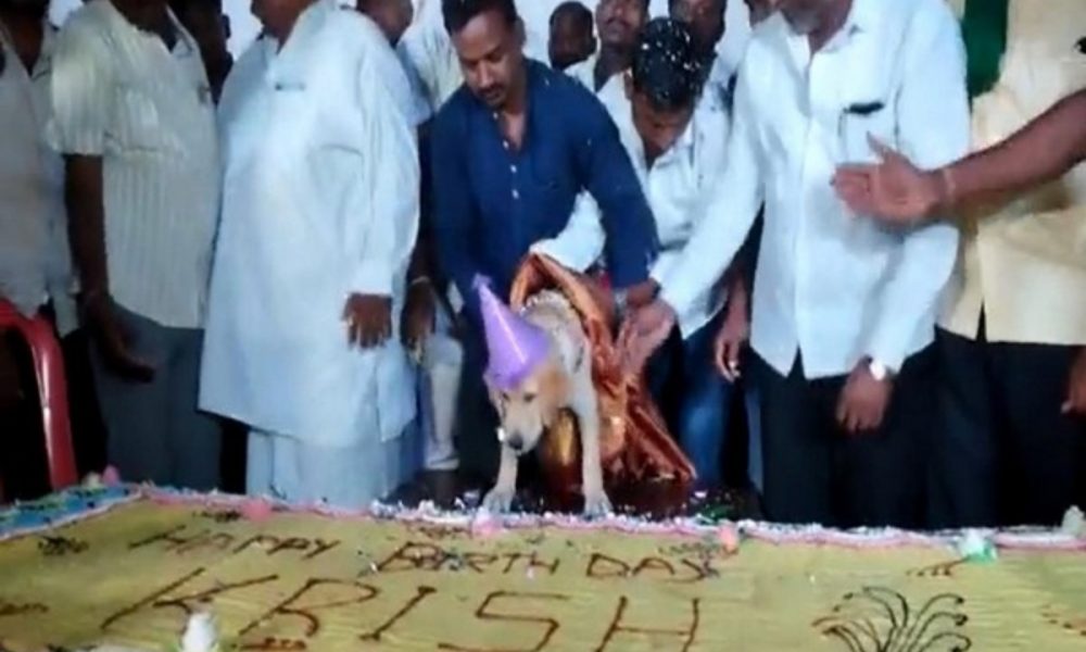 Watch: Grand party, 100 kg cake, this man made his furry friend feel super special on his birthday