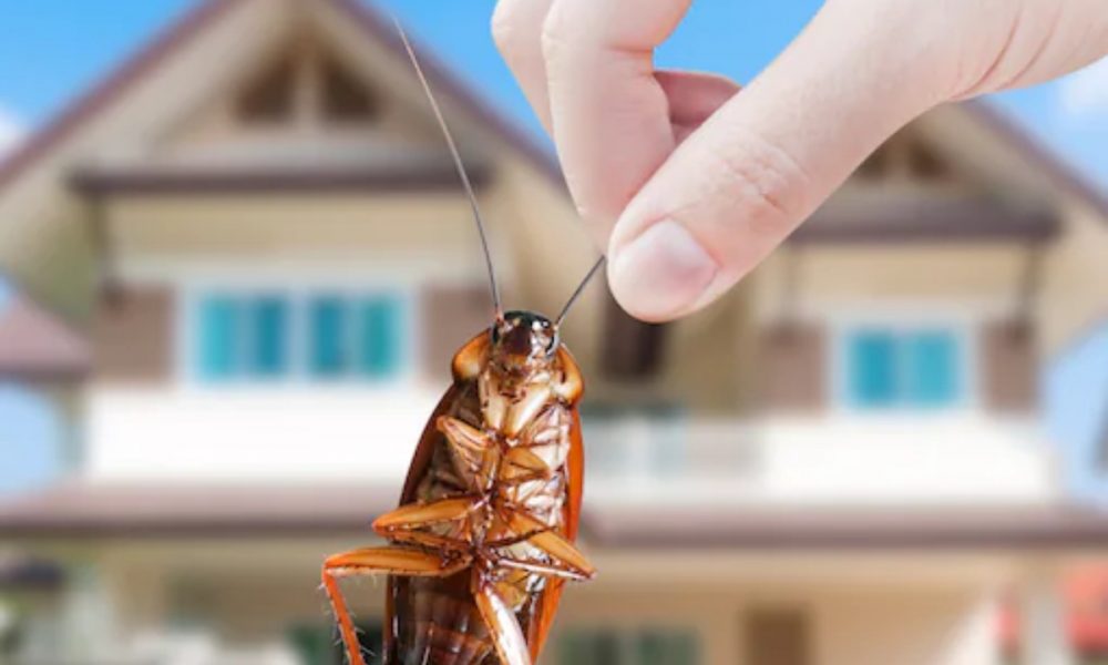 US company offers 1.5 lakh rupees to employees who will release 100 cockroaches in their home