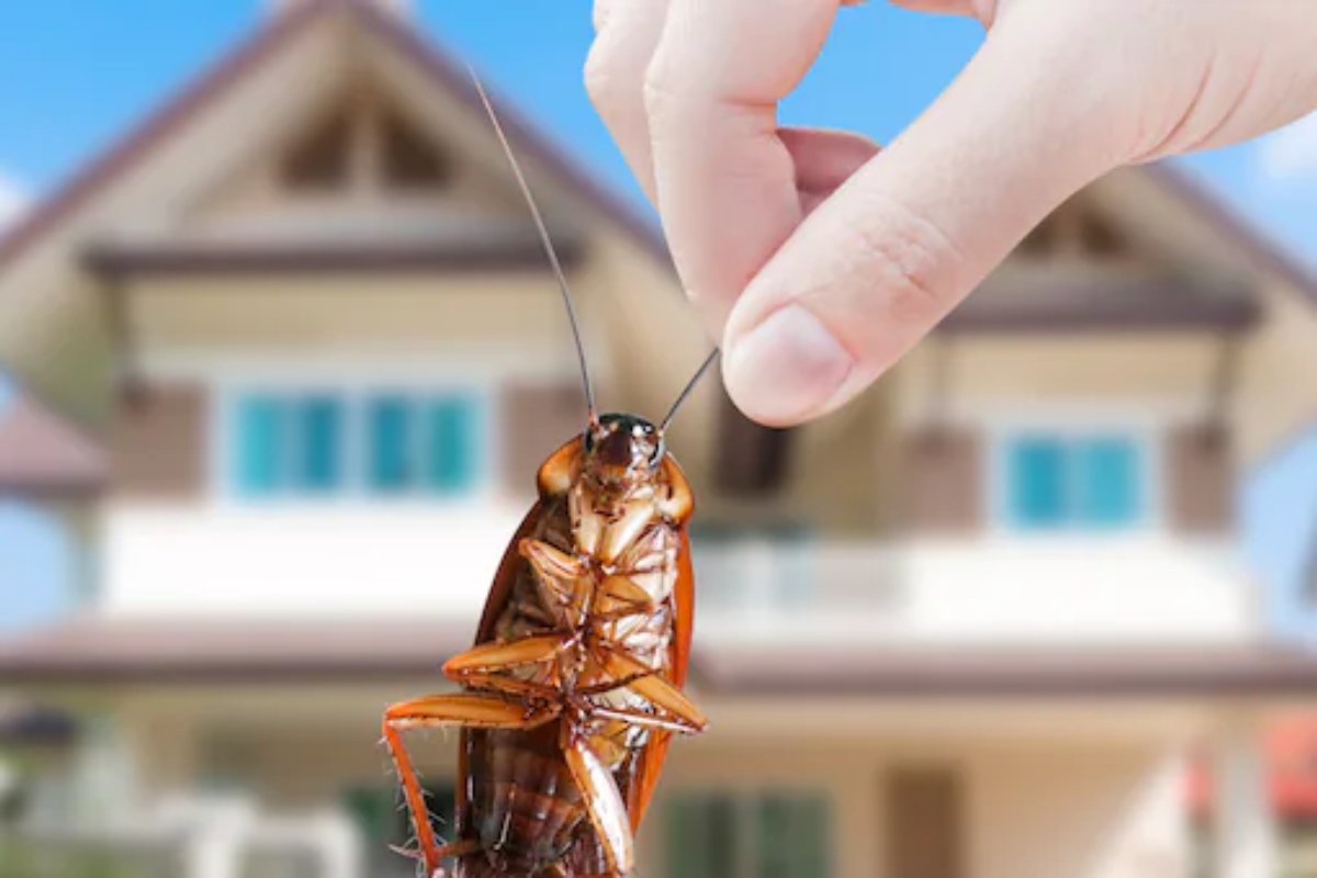 US company offers 1.5 lakh rupees to employees who will release 100 cockroaches in their home
