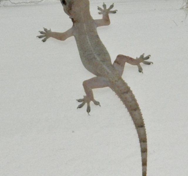 Solutions To Shoo Off Home Lizards Without Chemicals