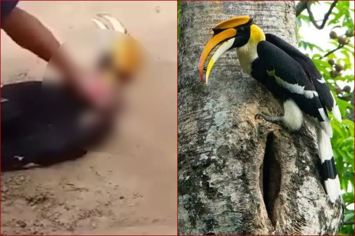 Shocking! Rare Great Indian Hornbill brutally tortured and killed in Nagaland, 3 arrested as video goes viral