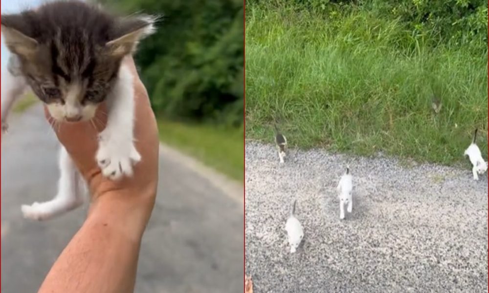 Viral Video: Man rescues tiny kitten out of compassion, then gets ambushed by a kitty-mob