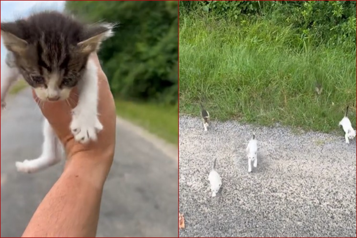 Viral Video: Man rescues tiny kitten out of compassion, then gets ambushed by a kitty-mob