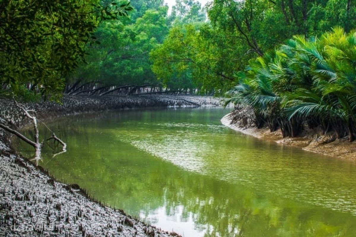 sunderbans