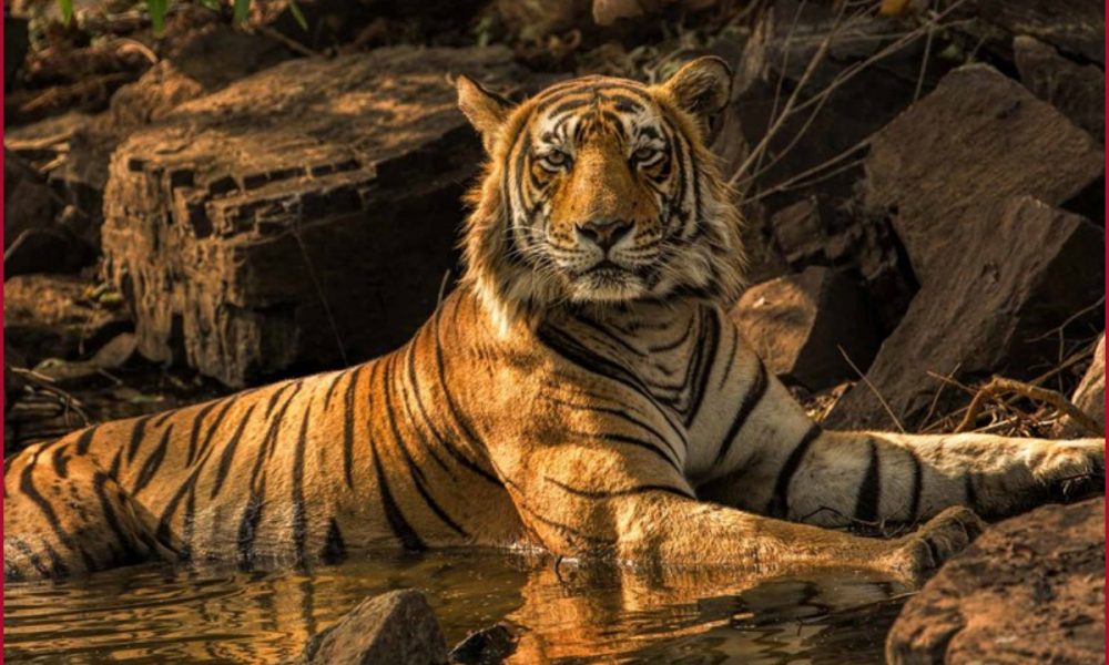 World Tiger Day: Once endangered, now ‘in abundance’; How India contributed to saving the tigers