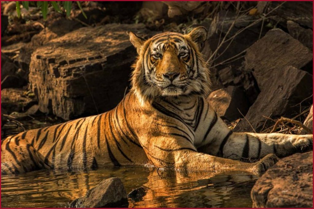 Tigers